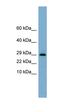 Endoplasmic Reticulum Protein 29 antibody, orb330393, Biorbyt, Western Blot image 