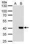 Core histone macro-H2A.2 antibody, NBP2-17197, Novus Biologicals, Western Blot image 