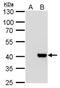 H2A Histone Family Member Y2 antibody, NBP2-17197, Novus Biologicals, Western Blot image 