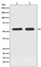 Activating Transcription Factor 7 antibody, M04951, Boster Biological Technology, Western Blot image 