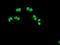 Protein-lysine 6-oxidase antibody, LS-C172332, Lifespan Biosciences, Immunofluorescence image 