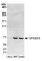 Tight Junction Protein 3 antibody, A304-926A, Bethyl Labs, Western Blot image 
