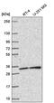 Synaptosome Associated Protein 29 antibody, PA5-66017, Invitrogen Antibodies, Western Blot image 