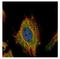 Fem-1 Homolog C antibody, NBP2-14955, Novus Biologicals, Immunofluorescence image 