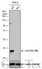 MTOR Associated Protein, LST8 Homolog antibody, GTX132580, GeneTex, Western Blot image 