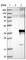 Claudin Domain Containing 1 antibody, HPA029841, Atlas Antibodies, Western Blot image 