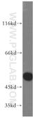 Enah/Vasp-Like antibody, 13484-1-AP, Proteintech Group, Western Blot image 