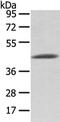 Vasohibin 1 antibody, CSB-PA562311, Cusabio, Western Blot image 