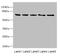 Polo Like Kinase 3 antibody, LS-C676276, Lifespan Biosciences, Western Blot image 