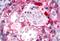 G Protein-Coupled Receptor 153 antibody, GTX12615, GeneTex, Immunohistochemistry paraffin image 