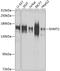 Euchromatic Histone Lysine Methyltransferase 2 antibody, 14-442, ProSci, Western Blot image 