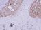 WD Repeat, Sterile Alpha Motif And U-Box Domain Containing 1 antibody, GTX116382, GeneTex, Immunohistochemistry paraffin image 
