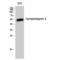 Synaptotagmin 10 antibody, LS-C386243, Lifespan Biosciences, Western Blot image 