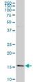 Basic Leucine Zipper ATF-Like Transcription Factor antibody, H00010538-M03, Novus Biologicals, Western Blot image 