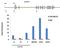 H1 Histone Family Member 0 antibody, PA5-38570, Invitrogen Antibodies, Chromatin Immunoprecipitation image 