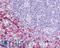 Hydroxycarboxylic Acid Receptor 3 antibody, LS-A179, Lifespan Biosciences, Immunohistochemistry frozen image 