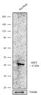 Solute Carrier Family 6 Member 4 antibody, 711108, Invitrogen Antibodies, Western Blot image 