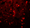 Tubulin Alpha 1a antibody, 7599, ProSci, Immunofluorescence image 