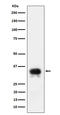 CD24 Molecule antibody, M00373-1, Boster Biological Technology, Western Blot image 