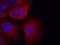 Glycogen Synthase Kinase 3 Alpha antibody, NB100-81943, Novus Biologicals, Immunofluorescence image 