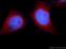 Sim antibody, 11565-1-AP, Proteintech Group, Immunofluorescence image 