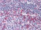 CD69 Molecule antibody, M00529-1, Boster Biological Technology, Immunohistochemistry frozen image 
