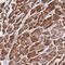 NLR Family Pyrin Domain Containing 9 antibody, HPA042623, Atlas Antibodies, Immunohistochemistry frozen image 