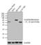 Acetylcholinesterase antibody, GTX22802, GeneTex, Western Blot image 