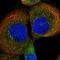 VHL Binding Protein 1 antibody, PA5-54725, Invitrogen Antibodies, Immunofluorescence image 