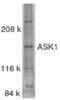MAP3K5 antibody, PA5-19880, Invitrogen Antibodies, Western Blot image 