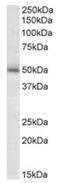 Gamma-Aminobutyric Acid Type A Receptor Gamma2 Subunit antibody, AP20117PU-N, Origene, Western Blot image 