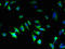 Parathyroid Hormone 2 Receptor antibody, LS-C317889, Lifespan Biosciences, Immunofluorescence image 