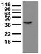 BK Beta3a K+ Channel antibody, 11528, QED Bioscience, Western Blot image 