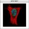 Aly/REF Export Factor antibody, GTX113917, GeneTex, Immunocytochemistry image 