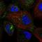 SEC24 Homolog D, COPII Coat Complex Component antibody, HPA053486, Atlas Antibodies, Immunofluorescence image 