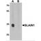 SLAIN Motif Family Member 1 antibody, MBS151109, MyBioSource, Western Blot image 