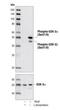 Glycogen Synthase Kinase 3 Alpha antibody, LS-C36508, Lifespan Biosciences, Western Blot image 