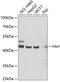 Fumarylacetoacetate Hydrolase antibody, GTX33205, GeneTex, Western Blot image 