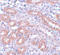 Anaphase Promoting Complex Subunit 5 antibody, A08280-1, Boster Biological Technology, Immunohistochemistry frozen image 