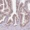 Family With Sequence Similarity 120A Opposite Strand antibody, HPA021475, Atlas Antibodies, Immunohistochemistry frozen image 