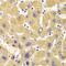 KIAA0591 antibody, GTX33285, GeneTex, Immunohistochemistry paraffin image 