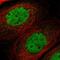 Transmembrane Protein 150A antibody, HPA019015, Atlas Antibodies, Immunofluorescence image 