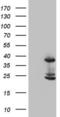 Caspase 4 antibody, LS-C799551, Lifespan Biosciences, Western Blot image 