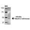Beclin 2 antibody, PA5-77777, Invitrogen Antibodies, Western Blot image 
