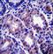 Apolipoprotein O Like antibody, LS-C156431, Lifespan Biosciences, Immunohistochemistry frozen image 