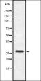 CAMP Responsive Element Binding Protein 3 Like 3 antibody, orb335392, Biorbyt, Western Blot image 