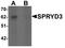 SPRY Domain Containing 3 antibody, LS-C144394, Lifespan Biosciences, Western Blot image 