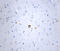 Tau, x-421 antibody, 806304, BioLegend, Immunofluorescence image 