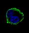 Matrix Metallopeptidase 14 antibody, LS-C164235, Lifespan Biosciences, Immunofluorescence image 