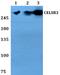 Cadherin EGF LAG seven-pass G-type receptor 3 antibody, A07204, Boster Biological Technology, Western Blot image 